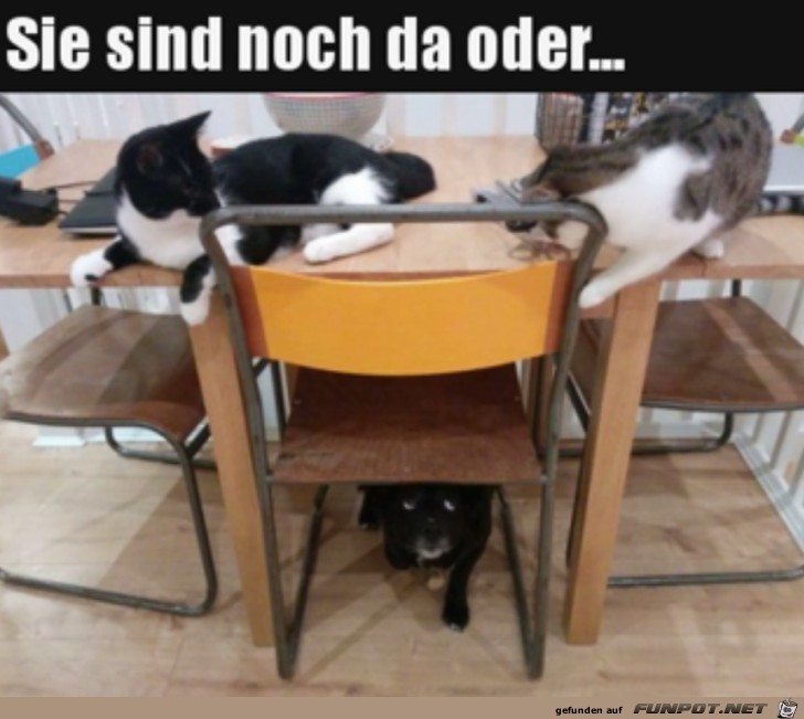 Hund hat Angst vor Katzen