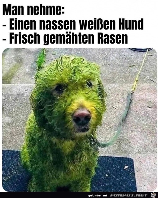 Grner Hund