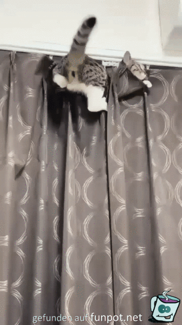 Katze hngt im Vorhang