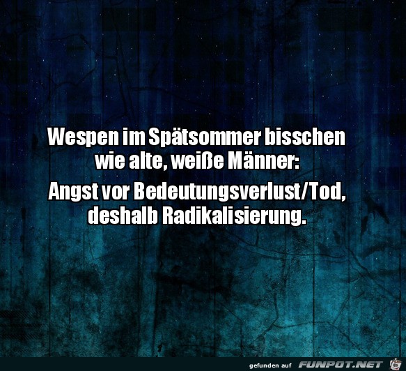 Wespen im Sptsommer