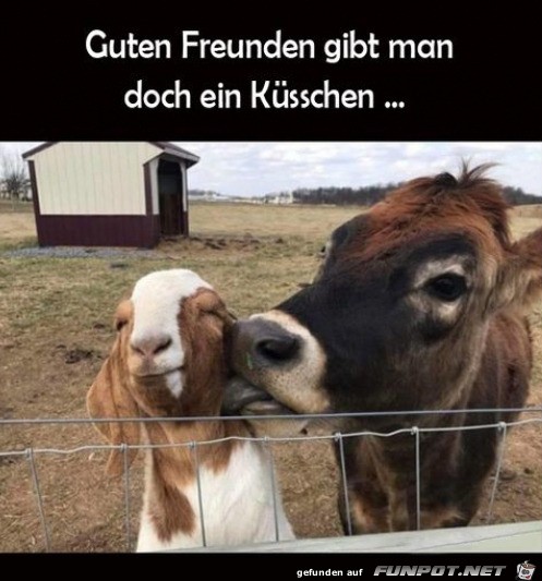 gute Freunde