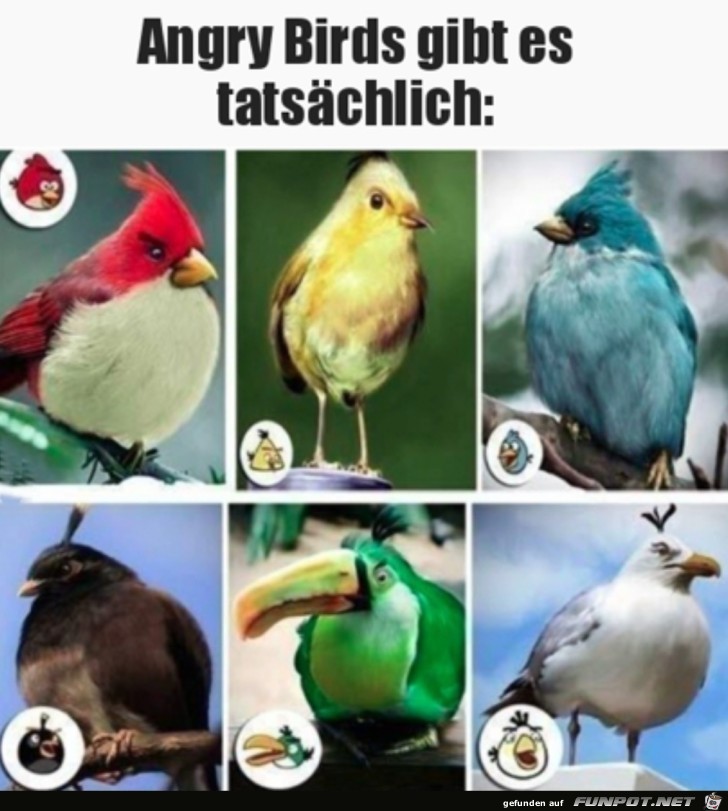 Diese Vgel gibt es tatschlich