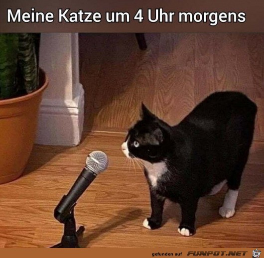 Meine Katze