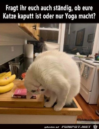 Katze kaputt