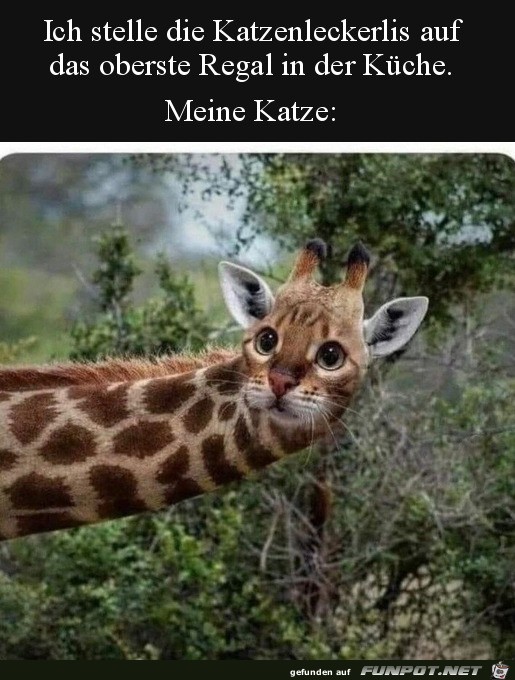 Giraffen-Katze