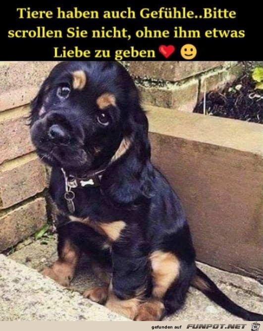 Tiere haben auch Gefhle