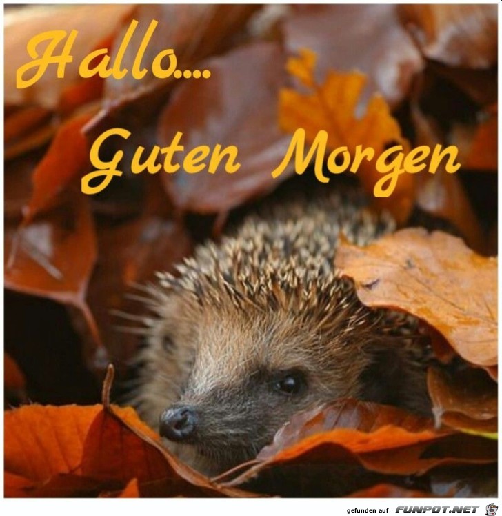 Guten Morgen