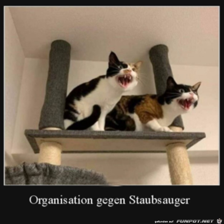 Katzenaufstand