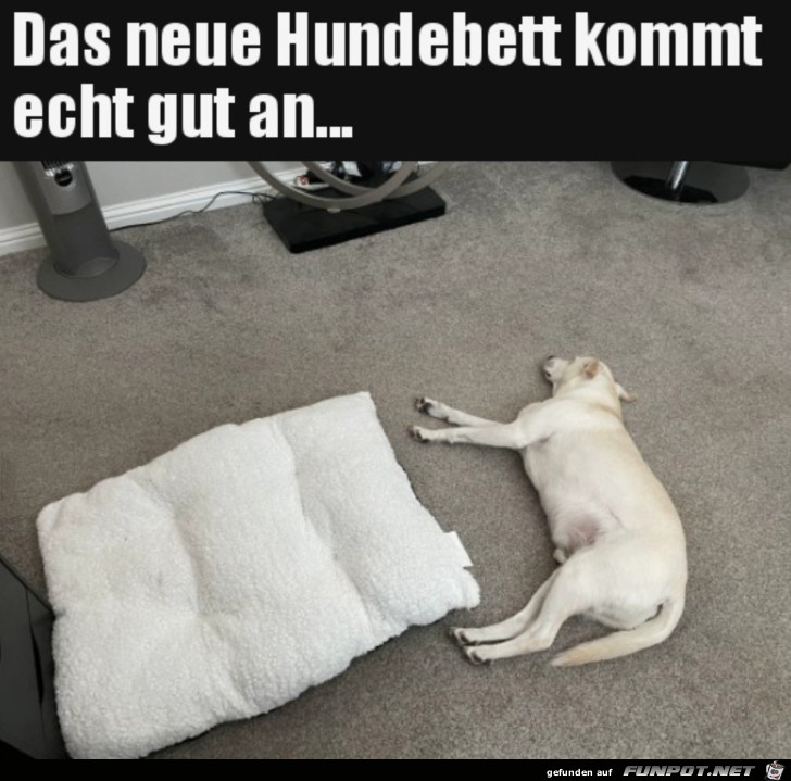 Er mag das Hundebett nicht