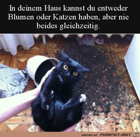 Katzen oder Pflanzen