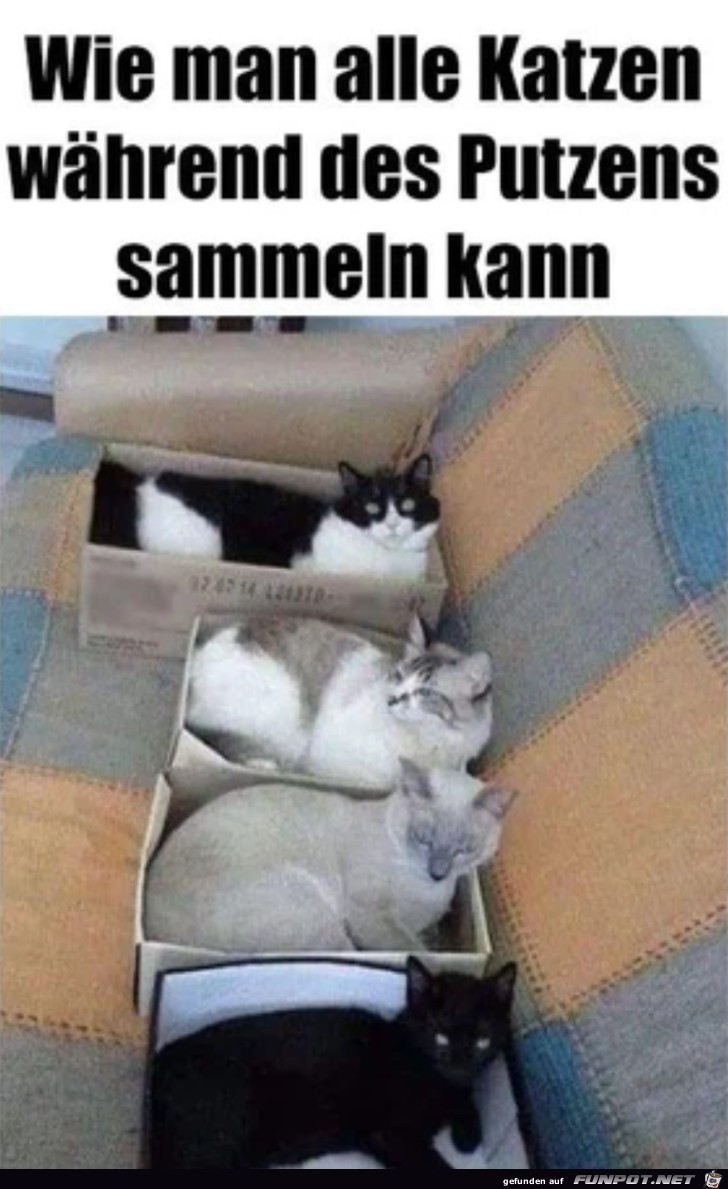 Katzen sammeln