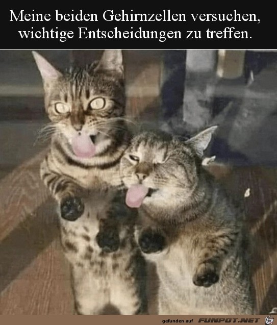 Meine beiden Gehirnzellen