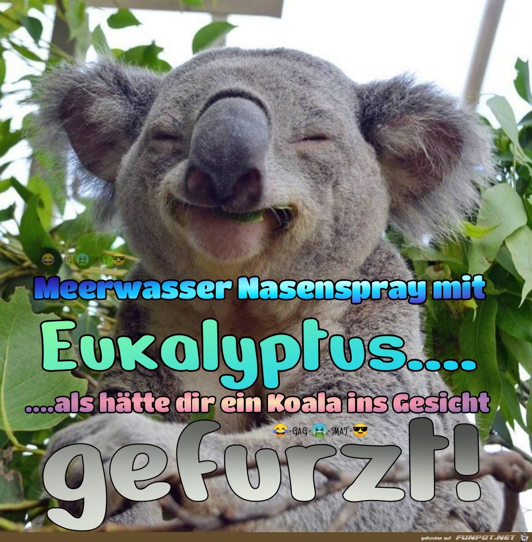 Eukalyptus