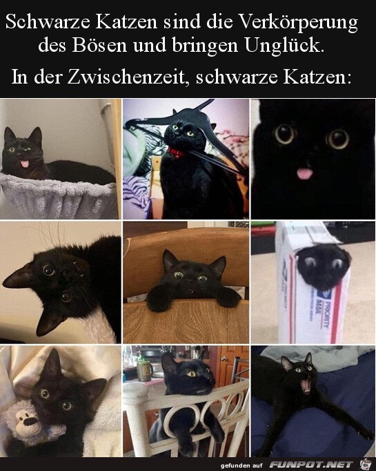 Schwarze Katzen