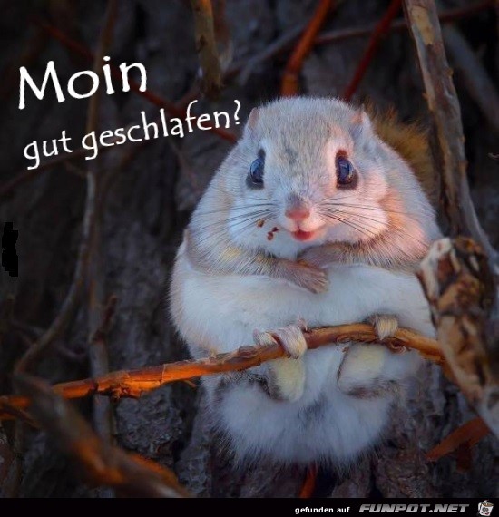 Moin, gut geschlafen?