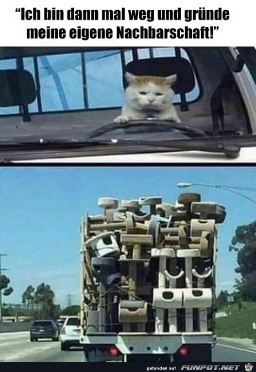 Katze auf groer Fahrt