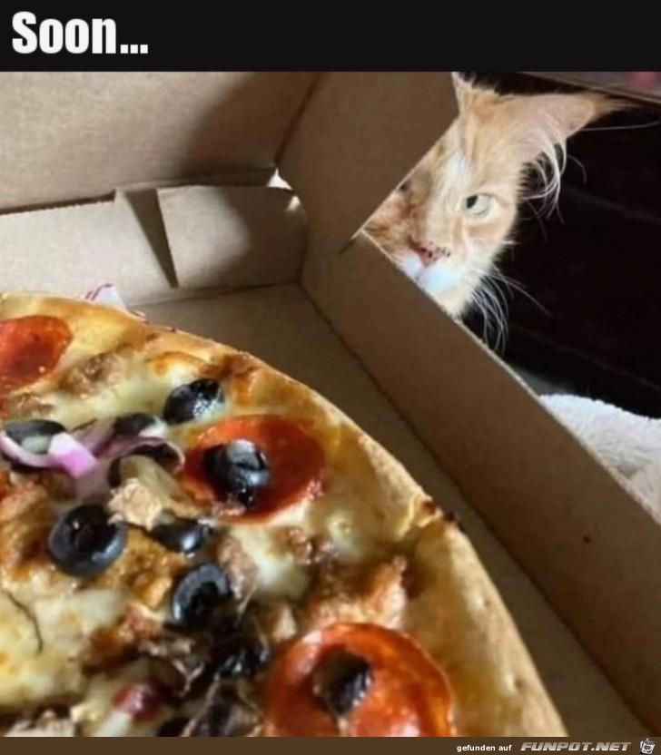 Katze und Pizza