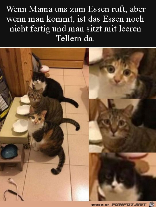 Katzen warten aufs Essen