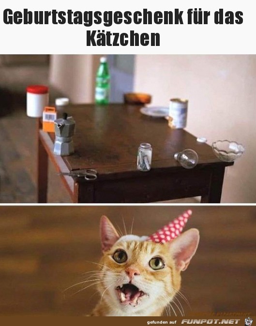 Katzen-Geschenk