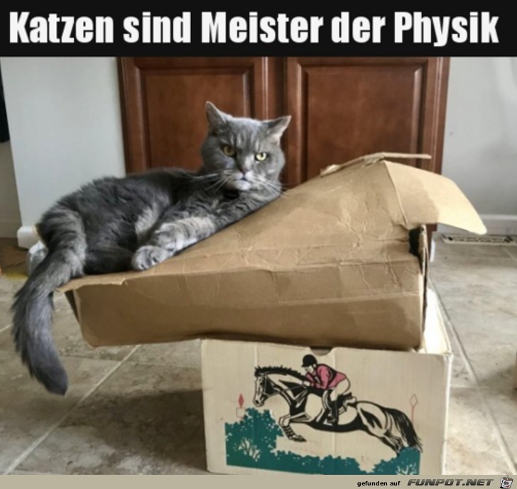 Katze ist Meister der Physik