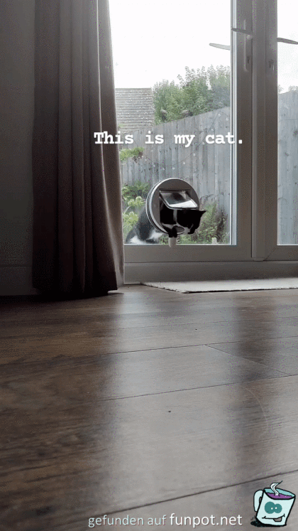 Katze irrt sich im Haus