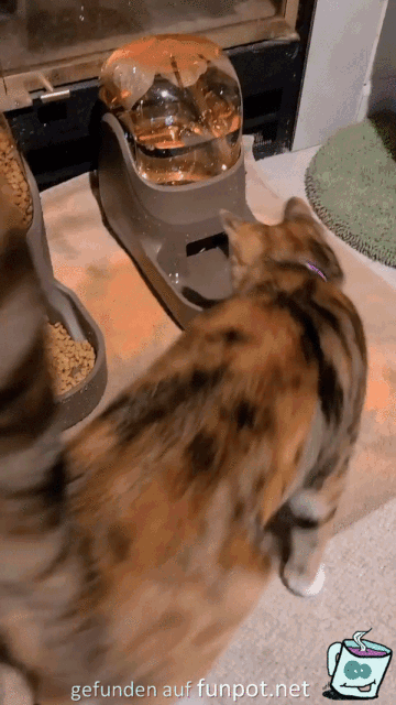 Katze spielt mit Wassernapf