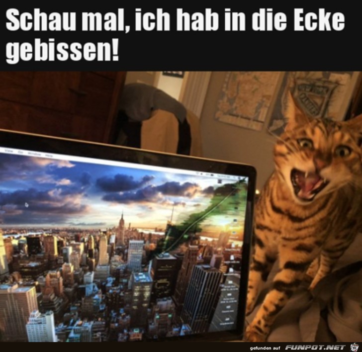 Katze schrottet Fernseher