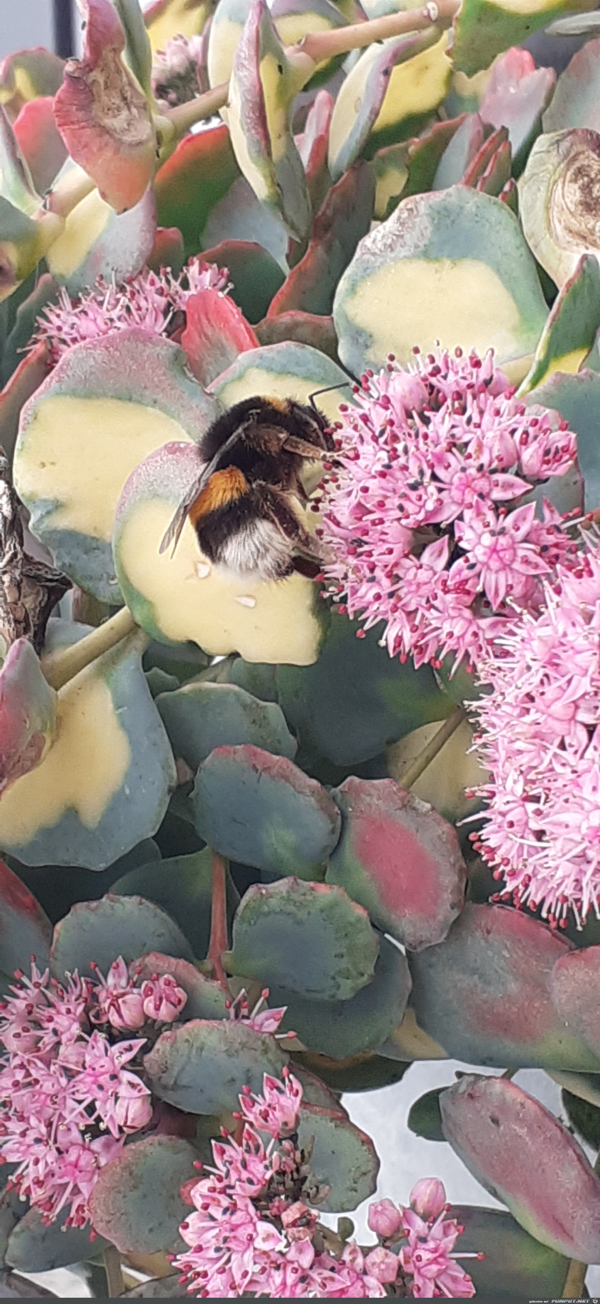 Hummel auf dem Balkon