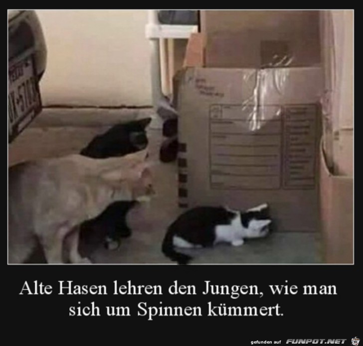 Katze in Ausbildung