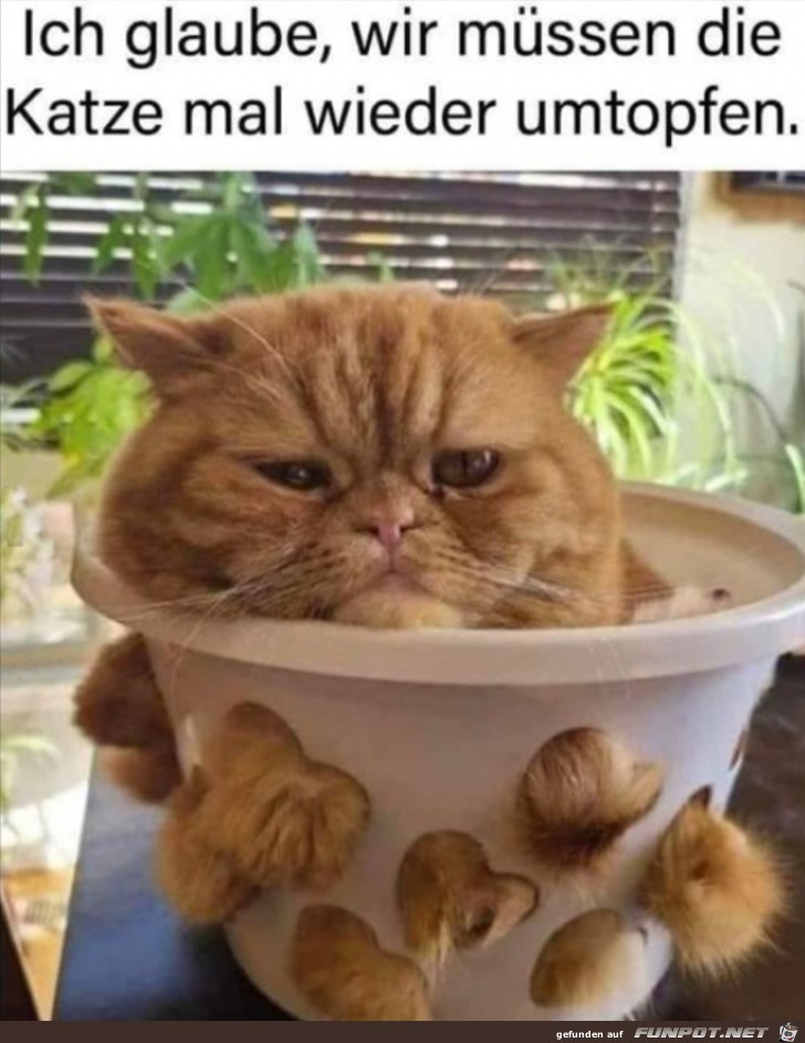 Katze umtopfen