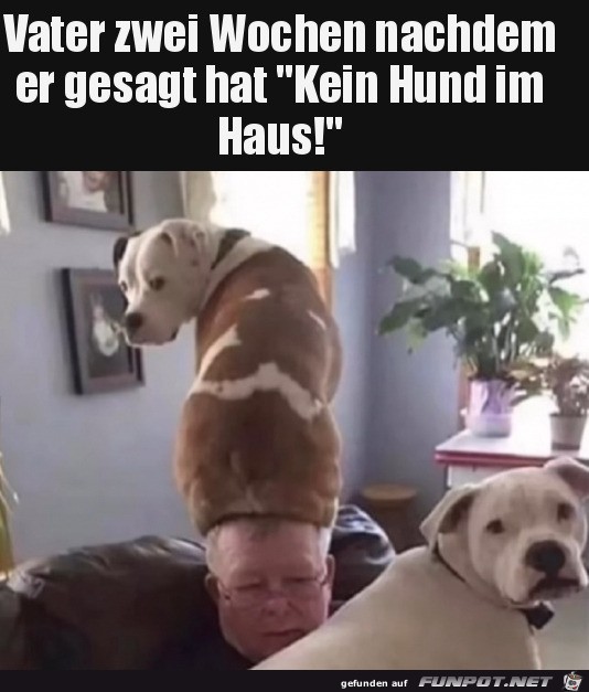 Kein Hund im Haus