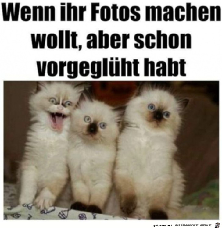 Katzen sind lustig drauf