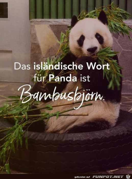 witziges Bild 'Bambusbjörn' - tausende Bilder auf FUNPOT