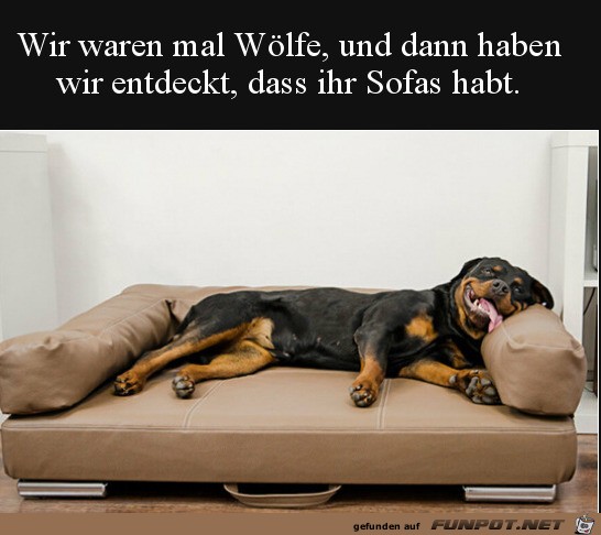 Hund auf Sofa