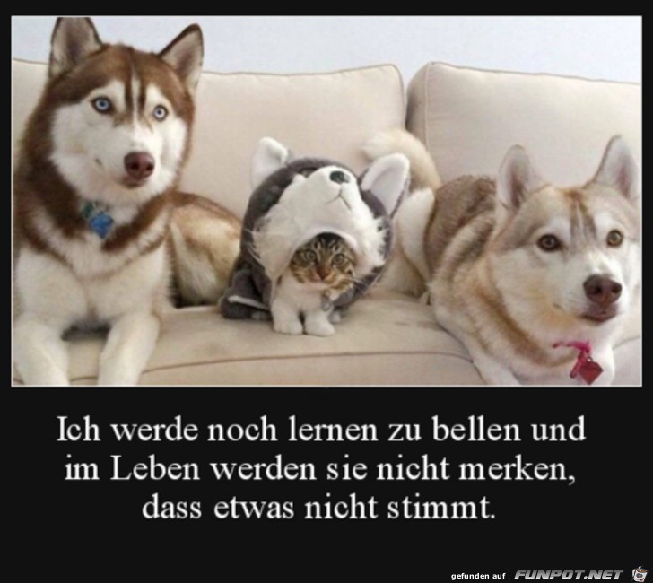 Katze im Hunde-Kostm