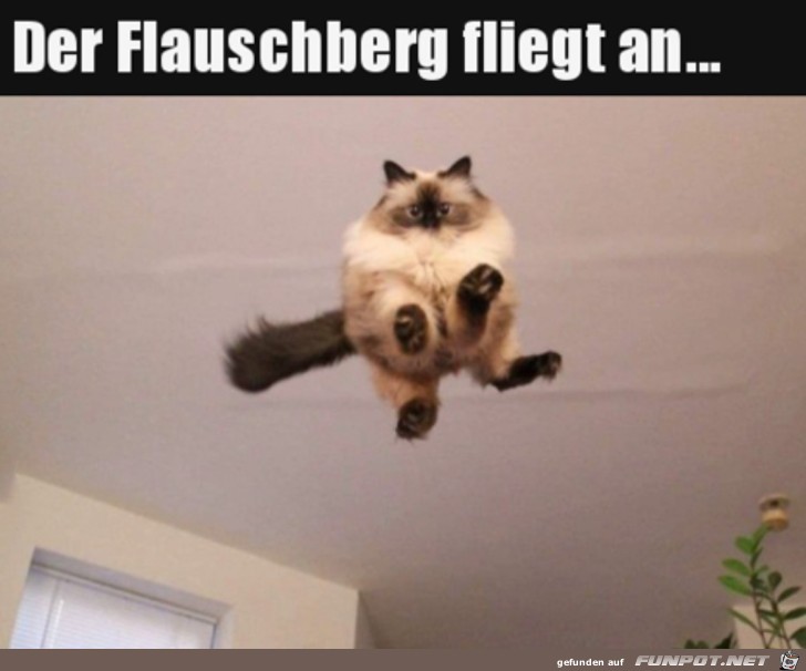 Katze kommt angeflogen