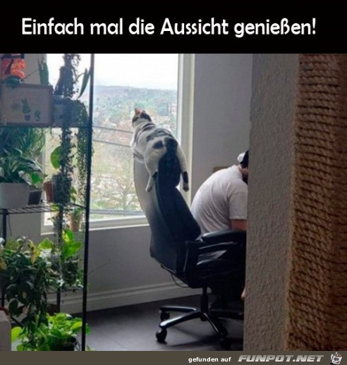 Katze geniet die Aussicht