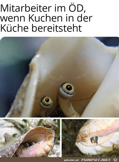 witzige Bilder aus verschiedenen Blogs