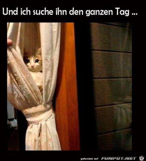 Katzen-Versteck