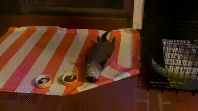 Gechillt essen Gechillt essen