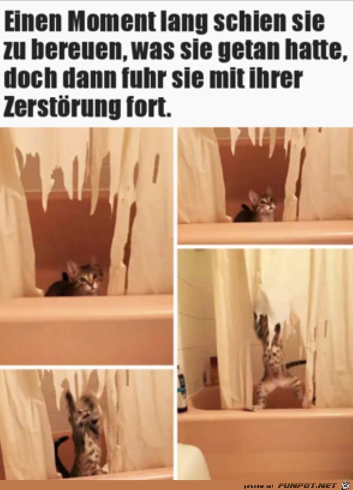 Katze im Zerstrungsmodus