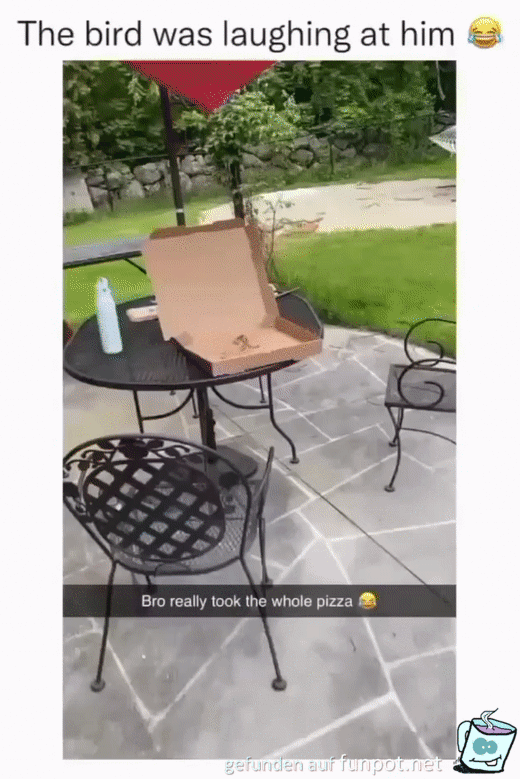 Vogel klaut Pizza