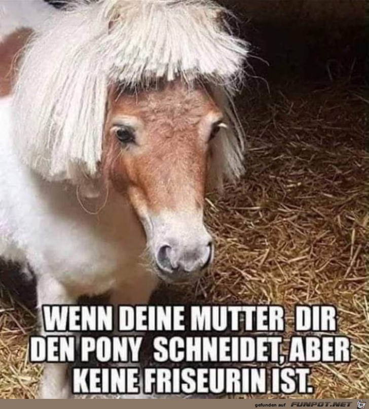 Pony geschnitten