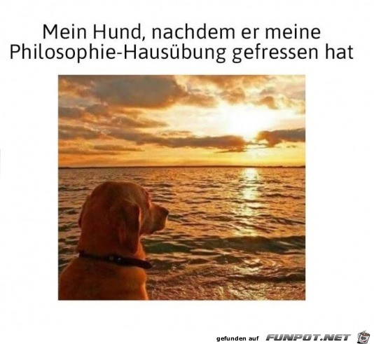 Hund am Trumen