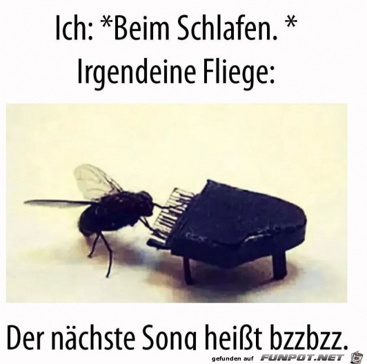 Irgendeine Fliege