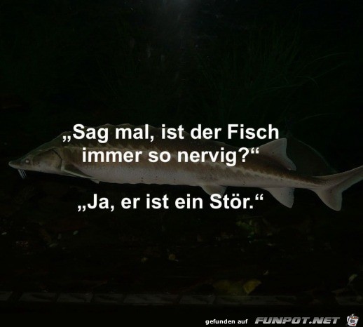 Nerviger Fisch