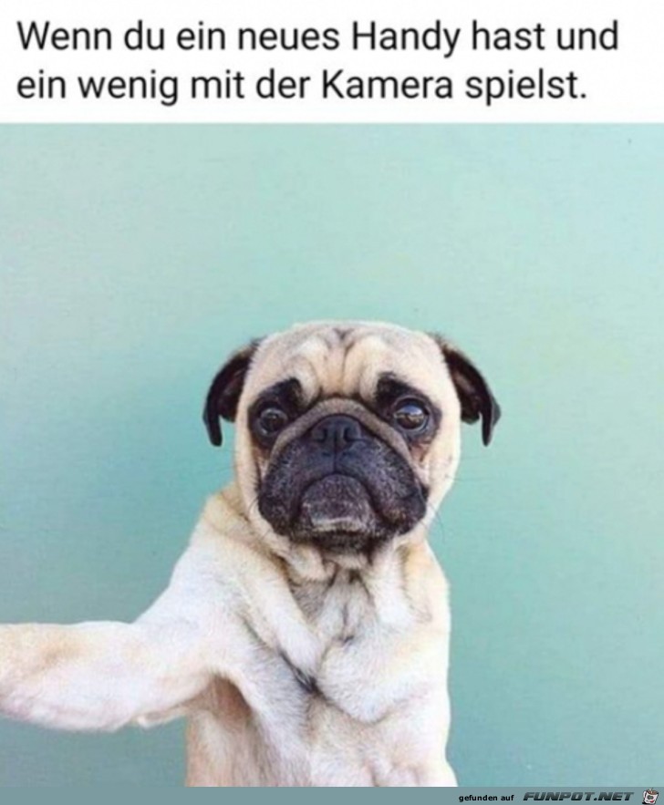 Hunde-Selfie