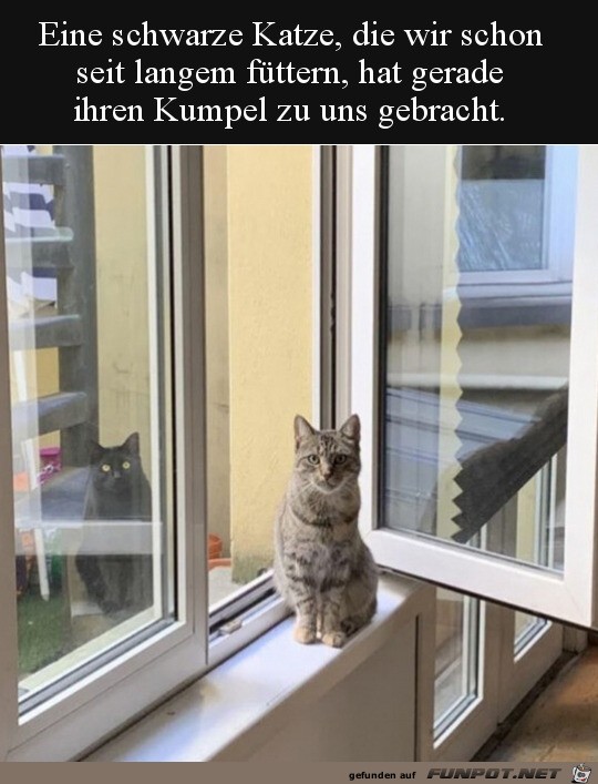 Katzen-Kumpel mitgebracht