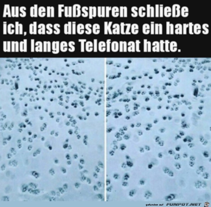 Katze hat lange telefoniert