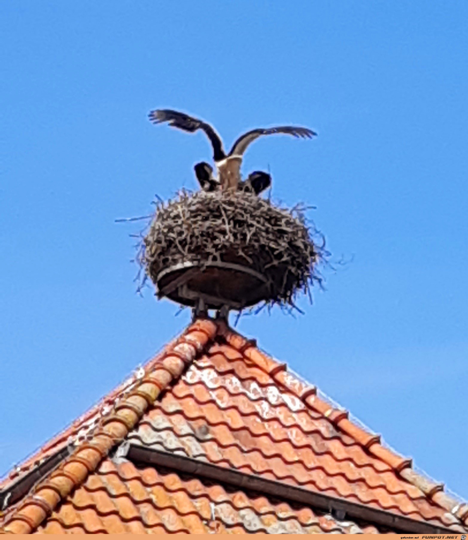 Vogelnest